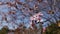 Cherry plum or Prunus cerasifera branch with pink flowers in spring bloom. Spring Flowers. Flowering in the garden trees