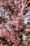 Cherry Plum Prunus cerasifera Nigra, blossom flowering