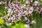 Cherry plum tree bloom. Branch of a purple leaf plum tree Prunus cerasifera