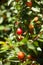 Cherry-plum tree with fruits growing in the garden