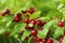 Cherry Prunus tomentosa with red berrys.