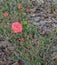 Cherry Red Knock Out Rose, Nocatee, St Johns County, Florida, USA