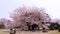 Cherry/Sakura tree flowering on time in Japan