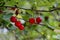 Cherry or sour cherry twig with sweet appetizing red fruits in the garden