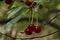 Cherry or sour cherry twig with sweet appetizing red fruits in the garden