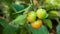 Cherry Thai or Acerola cherries fruit on the tree, high vitamin C and antioxidant fruits.