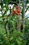 Cherry tomato and basil plant