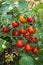 Cherry tomato on branch