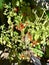 Cherry Tomato Plant