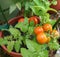 Cherry Tomato Plant