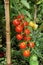 Cherry tomato plant.