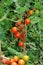 Cherry tomato plant.