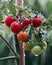 Cherry tomato plant and fruit