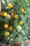 Cherry tomato plants