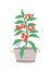 Cherry tomato in pot flat vector illustration. Vegetable crop, edible home plant. Exotic herb with small red fruits