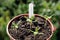 Cherry tomato seedlings.