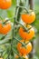 Cherry tomato on vine