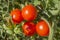 Cherry tomatoes