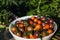 Cherry tomatoes, abundant harvest, solanum lycopersicum