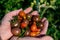 Cherry tomatoes, abundant harvest, solanum lycopersicum