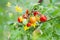 Cherry tomatoes on branch