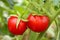 Cherry tomatoes close up with water drops