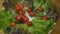 Cherry tomatoes fall in a plate with lettuce