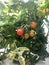 Cherry tomatoes on a green bush, different degrees of ripeness. Red vegetables, healthy food