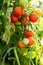 Cherry tomatoes growing in the garden