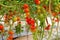 Cherry tomatoes growing on the vine