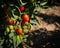 Cherry Tomatoes growing on the vine and ripening at different stages.