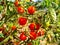 Cherry tomatoes hang on twigs and grow in the garden.