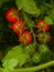 Cherry tomatoes Ripening Cluster