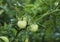 Cherry tomatoes ripening in an orchard during summer. organic farms.