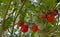 Cherry tomatoes ripening on the vine