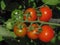 Cherry Tomatoes Ripening On Vine With Aphid