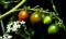 Cherry Tomatoes are tempting to eat raw or ripen