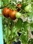 Cherry Tomatoes are tempting to eat raw or ripen