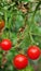 Cherry Tomatoes are tempting to eat raw or ripen