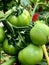 Cherry Tomatoes are tempting to eat raw or ripen