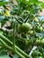 Cherry Tomatoes are tempting to eat raw or ripen