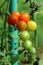 Cherry tomatoes in various colors from light green to yellow and red growing from single plant in local home garden