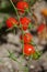 Cherry tomatoes on vine