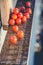 Cherry tomatoes, vintage photos, scattered tomatoes