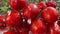 Cherry tomatoes washing with water