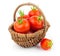 Cherry tomatoes in the wicker basket