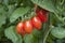 Cherry tomatos in greenhouse