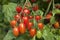 Cherry tomatos in greenhouse