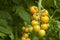 Cherry tomatos in greenhouse