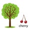 Cherry tree